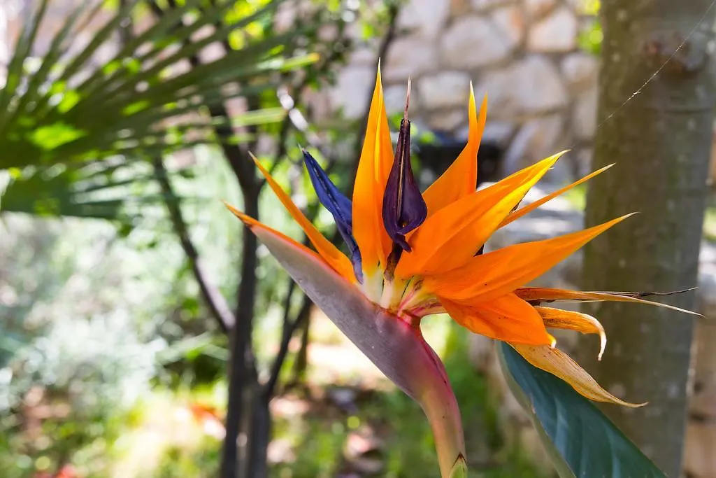 **** بيت ضيافة Villa Alma كرواتيا